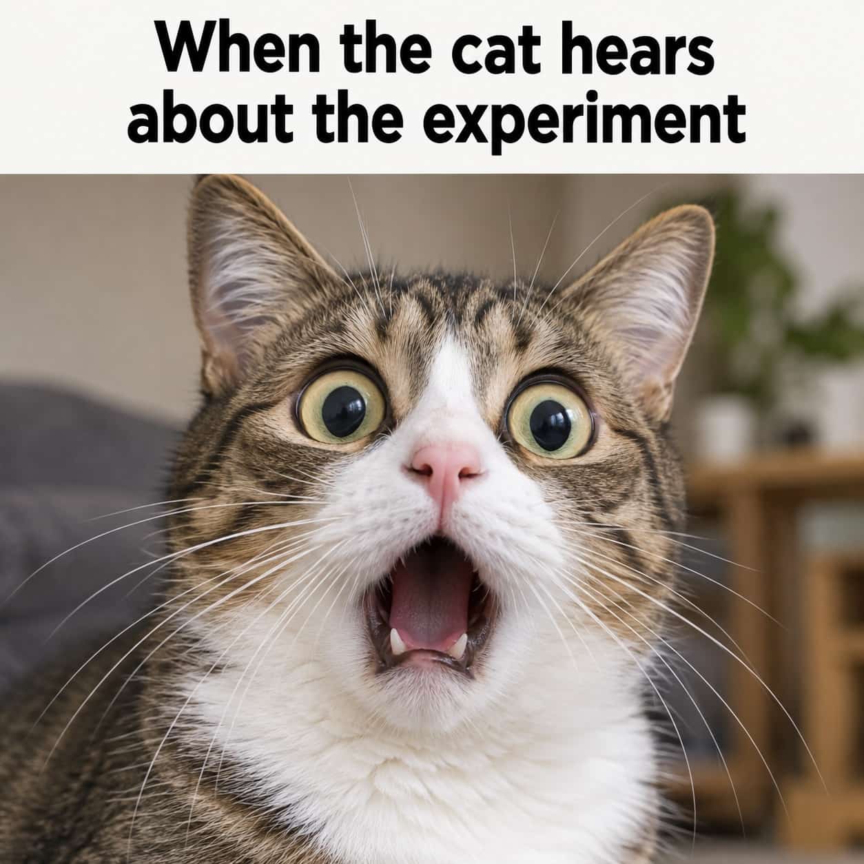 Shocked cat meme